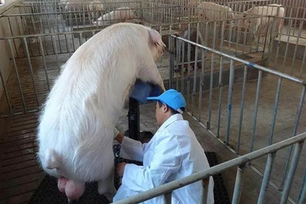 母猪人工授精的深度，子宫体输精应达到距子宫颈15-20厘米处