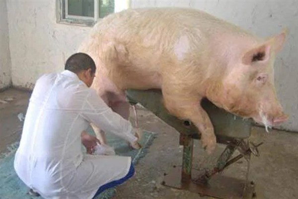 母猪人工授精的深度，子宫体输精应达到距子宫颈15-20厘米处