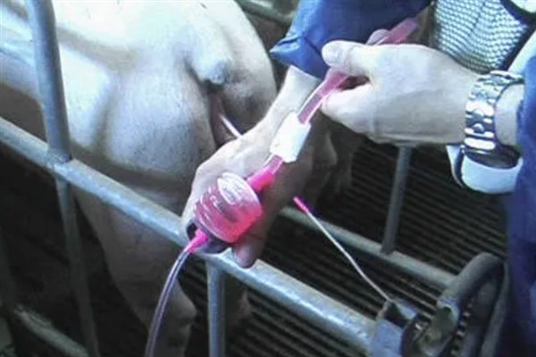 母猪人工授精的深度，子宫体输精应达到距子宫颈15-20厘米处