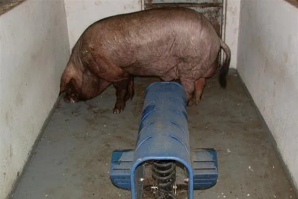 母猪人工授精的深度，子宫体输精应达到距子宫颈15-20厘米处