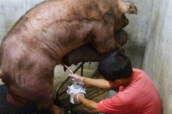 母猪人工授精的深度，子宫体输精应达到距子宫颈15-20厘米处