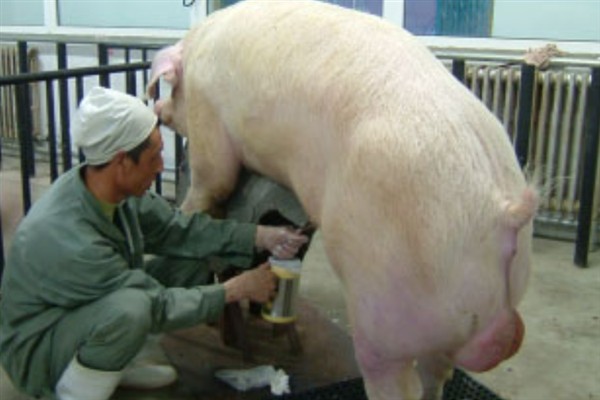 母猪人工授精的深度，子宫体输精应达到距子宫颈15-20厘米处