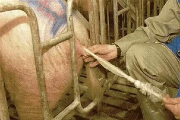 母猪人工授精的深度，子宫体输精应达到距子宫颈15-20厘米处