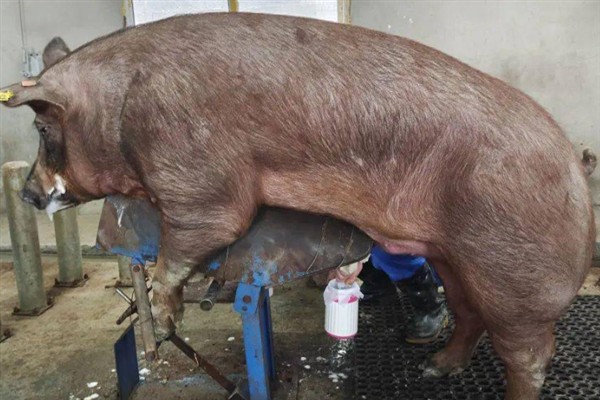 母猪人工授精的深度，子宫体输精应达到距子宫颈15-20厘米处