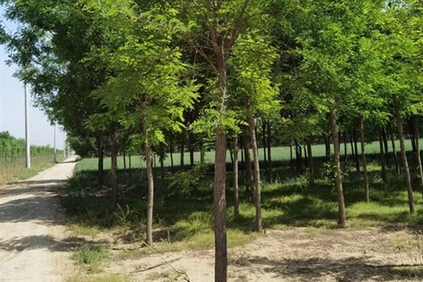 为什么刺槐叫金刚柚木，是由于它的木质很坚硬