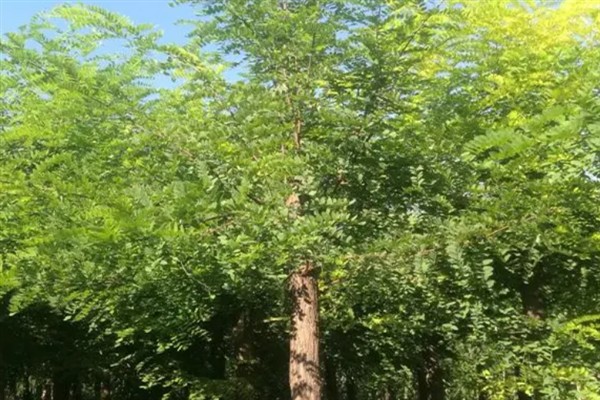 为什么刺槐叫金刚柚木，是由于它的木质很坚硬