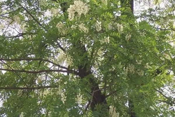 为什么刺槐叫金刚柚木，是由于它的木质很坚硬