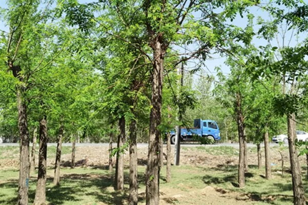 为什么刺槐叫金刚柚木，是由于它的木质很坚硬