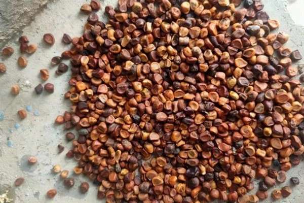 为什么刺槐叫金刚柚木，是由于它的木质很坚硬