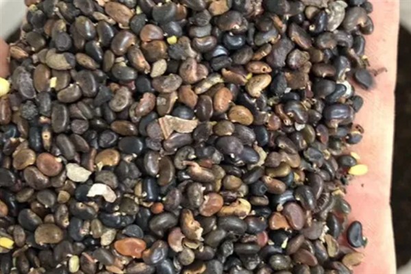 为什么刺槐叫金刚柚木，是由于它的木质很坚硬