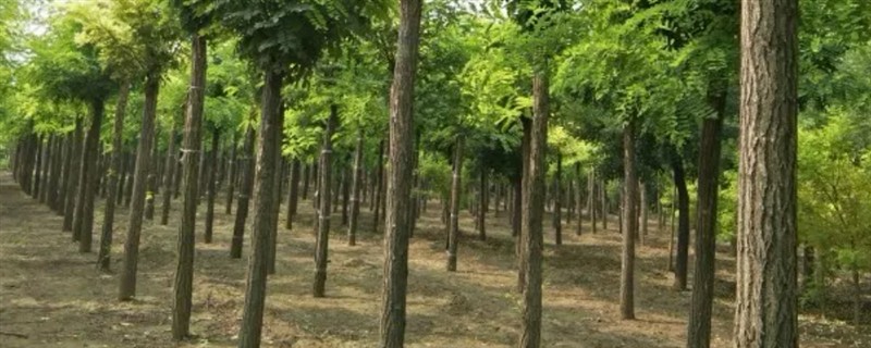 为什么刺槐叫金刚柚木，是由于它的木质很坚硬