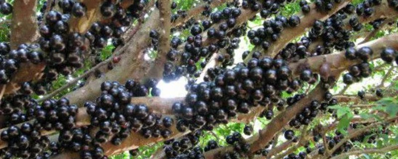 树葡萄的适宜种植地区，在福建、广东等省份种植较多