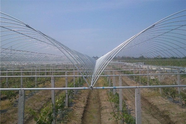 树葡萄的适宜种植地区,在福建、广东等省份种植较多