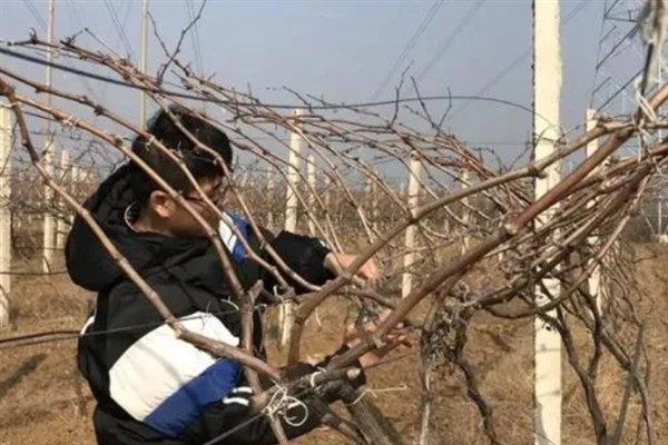 树葡萄的适宜种植地区,在福建、广东等省份种植较多