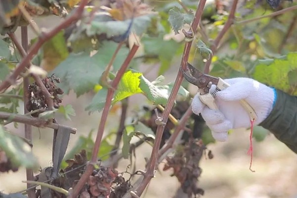 树葡萄的适宜种植地区,在福建、广东等省份种植较多