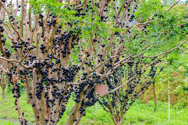 树葡萄的适宜种植地区,在福建、广东等省份种植较多