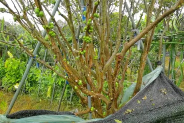 树葡萄的适宜种植地区,在福建、广东等省份种植较多