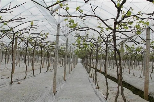 树葡萄的适宜种植地区,在福建、广东等省份种植较多
