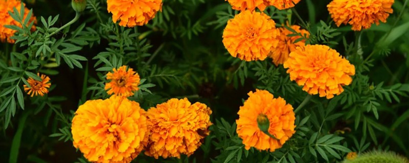 哪些花卉是黄色，常见万寿菊、迎春花等品种