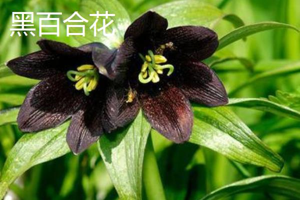 哪些花卉是黄色,常见万寿菊、迎春花等品种