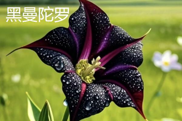 哪些花卉是黄色,常见万寿菊、迎春花等品种