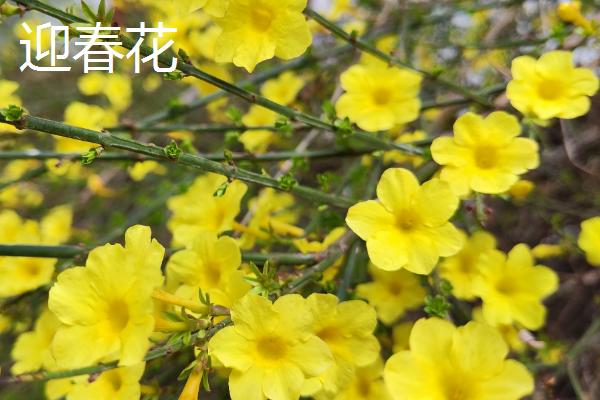 哪些花卉是黄色,常见万寿菊、迎春花等品种