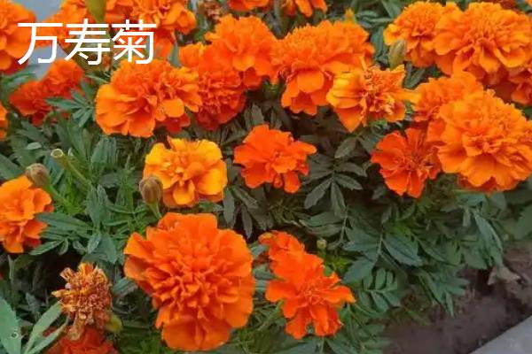 哪些花卉是黄色,常见万寿菊、迎春花等品种