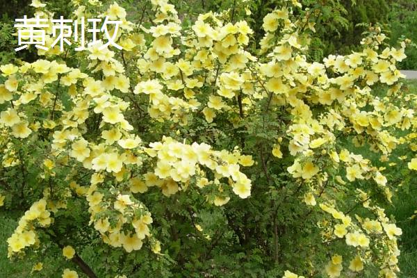 哪些花卉是黄色,常见万寿菊、迎春花等品种