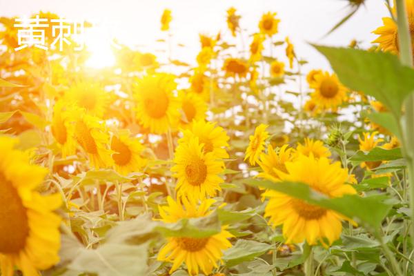 哪些花卉是黄色,常见万寿菊、迎春花等品种