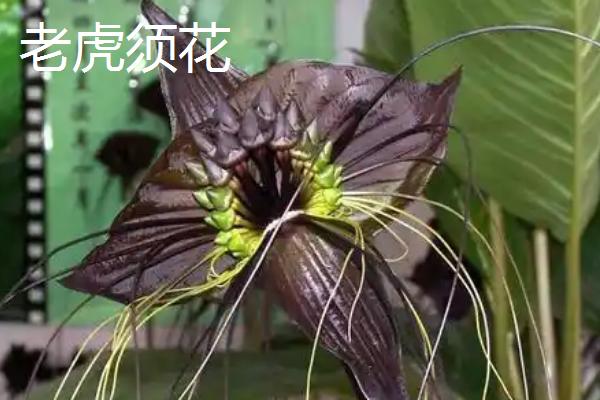 哪些花卉是黄色,常见万寿菊、迎春花等品种