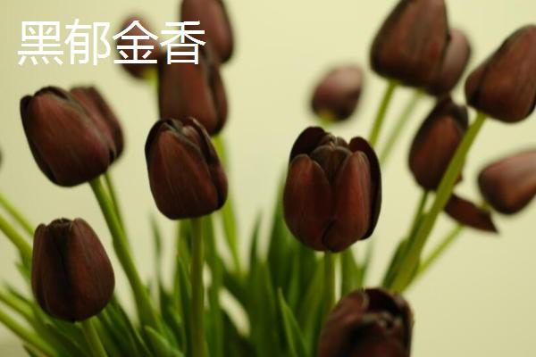 哪些花卉是黄色,常见万寿菊、迎春花等品种