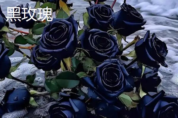 哪些花卉是黄色,常见万寿菊、迎春花等品种