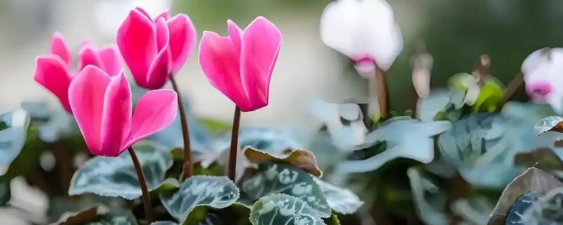 仙客来的播种方法，在花土表面戳出小孔后再放入种子并覆土