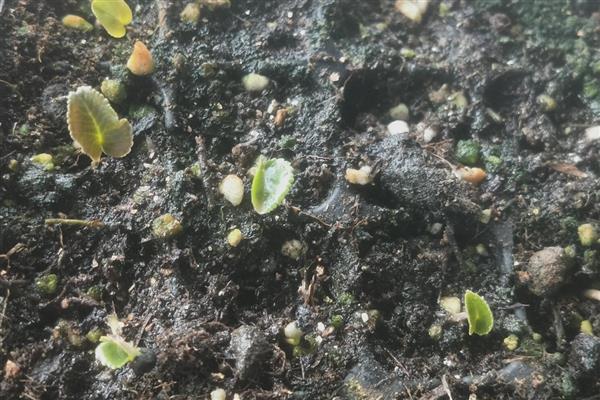 仙客来的播种方法，在花土表面戳出小孔后再放入种子并覆土