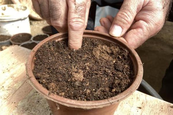 仙客来的播种方法，在花土表面戳出小孔后再放入种子并覆土