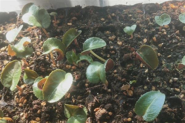 仙客来的播种方法，在花土表面戳出小孔后再放入种子并覆土