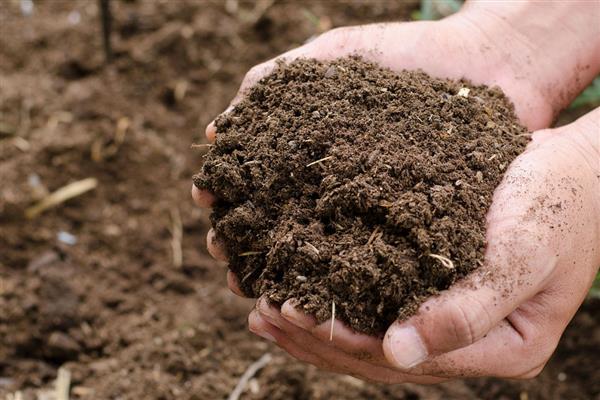 仙客来的播种方法，在花土表面戳出小孔后再放入种子并覆土