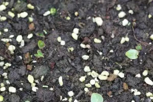 仙客来的播种方法，在花土表面戳出小孔后再放入种子并覆土