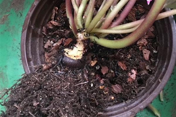 仙客来的播种方法，在花土表面戳出小孔后再放入种子并覆土