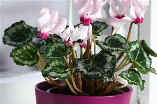 仙客来的播种方法，在花土表面戳出小孔后再放入种子并覆土