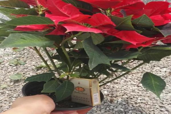 一品红花期如何调控，可控制温度、光照等