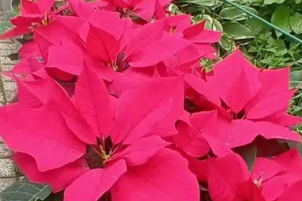 一品红花期如何调控，可控制温度、光照等