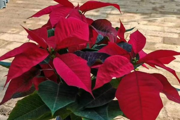 一品红花期如何调控，可控制温度、光照等