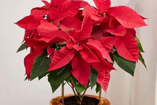 一品红花期如何调控，可控制温度、光照等