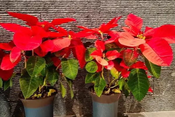 一品红花期如何调控，可控制温度、光照等