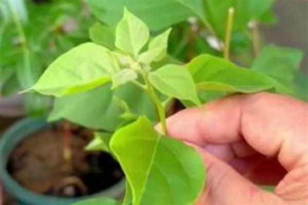 三角梅的控水方法，保持湿润但不能产生积水