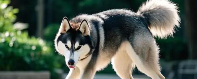 狗狗得了耳螨变好的表现，分泌物会明显减少