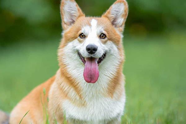 狗狗得了耳螨变好的表现，分泌物会明显减少