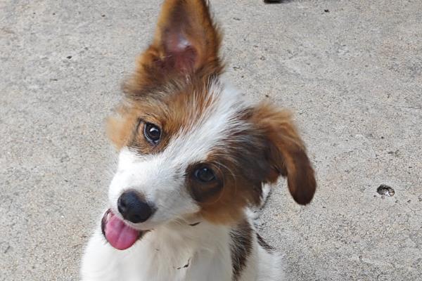 狗狗得了耳螨变好的表现，分泌物会明显减少