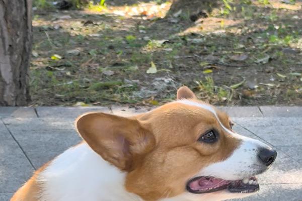 狗狗得了耳螨变好的表现，分泌物会明显减少